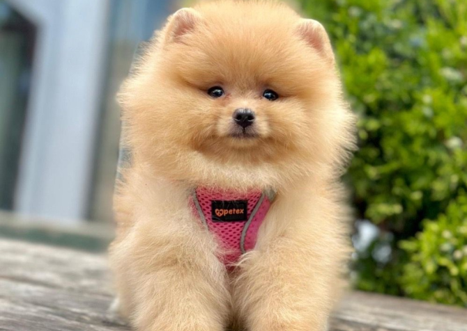 Safkan Pomeranian Boo Yavrularımız